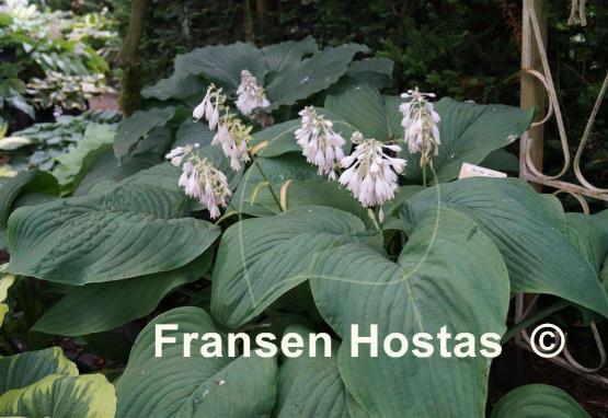 Hosta Big John